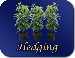 Hedging