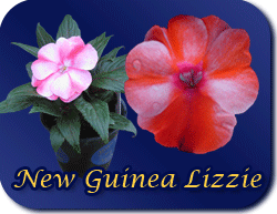New Guinea Lizzie