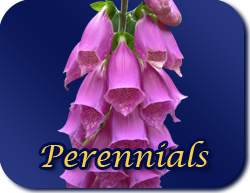 Perennials