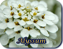 alyssum