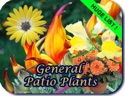 general patio plants