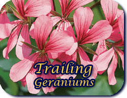 Trailing Geraniums