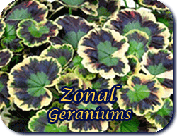 Zonal Geraniums