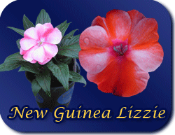 new guinea lizzie