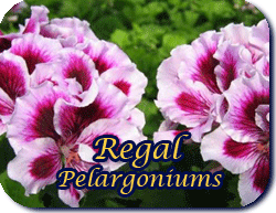 Regal Pelargoniums