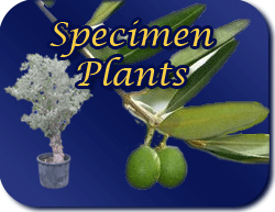 specimen plants