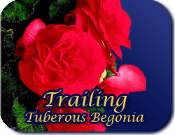 tuberous begonia trailing