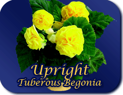 tuberous begonia upright